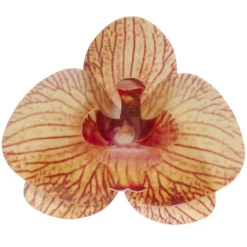 Orchidées jaunes azyme (x10)-Cerf Dellier Discount
