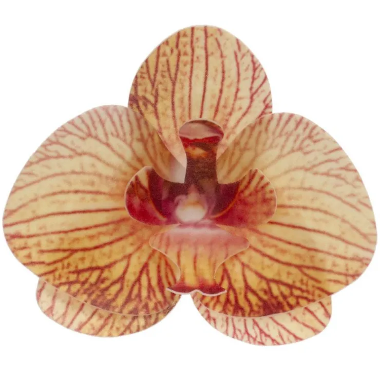 Orchidées jaunes azyme (x10)-Cerf Dellier Discount