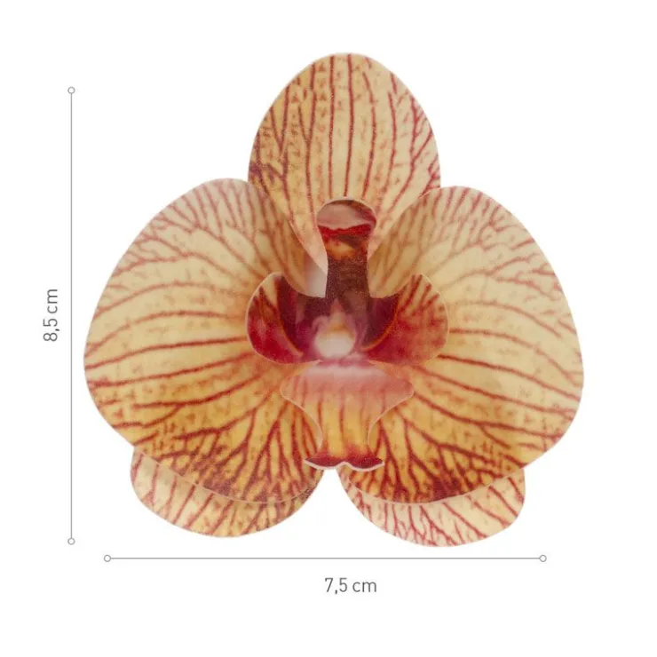 Orchidées jaunes azyme (x10)-Cerf Dellier Discount