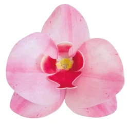 Orchidées roses azyme (x10)-Cerf Dellier Sale